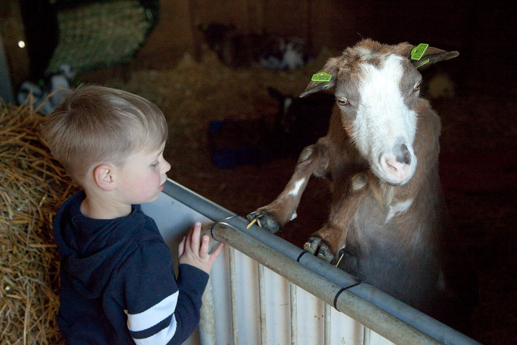 Kinderboerderij Kokiezier in Doetinchem Regio Achterhoek - Liemers